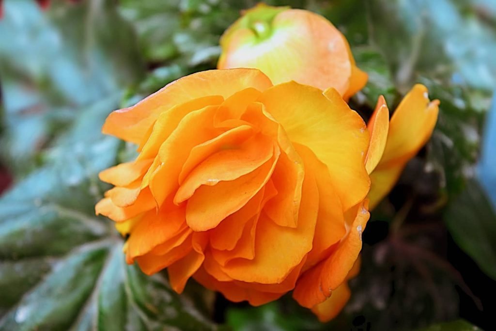 NATURE 7