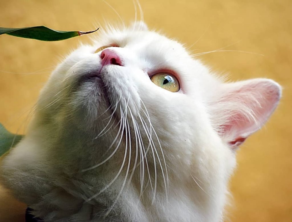 PET